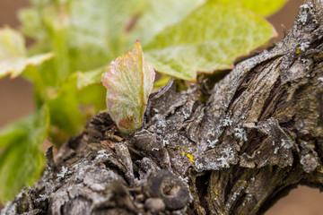 vignes