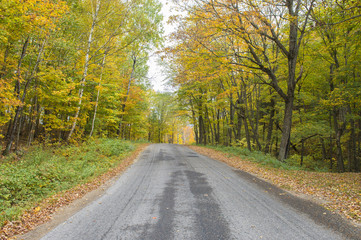 autumn landscape with road and beautiful colored trees