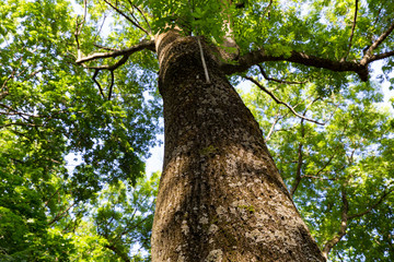 Fototapeta premium Tree trunk texture close-up of old tree in Bratislava