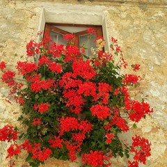 Davanzale con gerani rossi