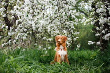Dog Nova Scotia Duck Tolling Retriever walking in summer park