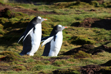 Fototapeta premium Eselspinguine