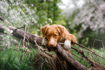 Dog Nova Scotia Duck Tolling Retriever walking in summer park