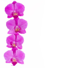 Obraz premium flowers of orchid border