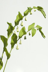 Salomonsiegel; Polygonatum, Odoratum