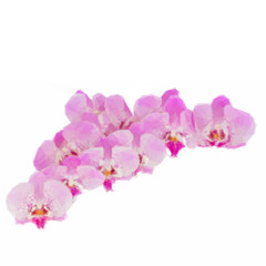 Fototapeta na wymiar pile of pink orchid flowers