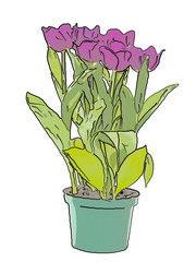 Beautiful tulips on white background