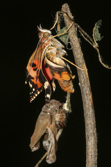 Naklejka premium Metamorphosis of Painted lady butterfly