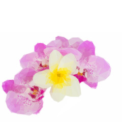 row of pink orchid flowers