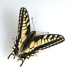 Schwalbenschwanz; Papilio; machaon; Schmetterling; Tagfalter
