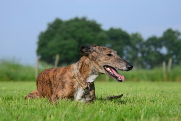 Galgo liegt im Gras