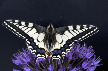 Schwalbenschwanz; Papilio; machaon; Schmetterling; Tagfalter