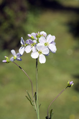 Wiesenschaumkraut; Cardamine, pratensis; Wiesenblume