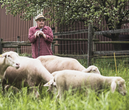 Shepherd standing with flock of sheep