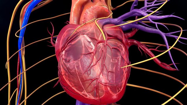 Blood circulation in heart