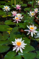 lotus flower