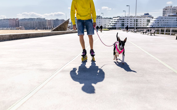 Inline-skater going walkies with his bull terrier