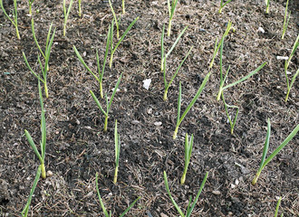 Vegetable bed for growing garlic
