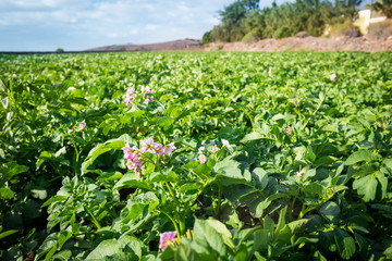 Fototapeta na wymiar Potato field with blooming green plants at Fuerteventura; Canary Islands