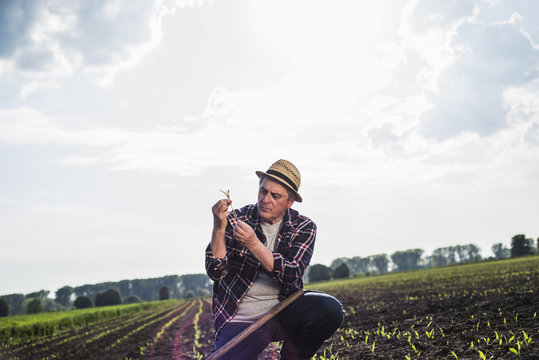 Farmer in a field examining crop