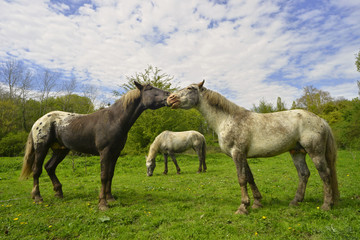 Deux chevaux calins