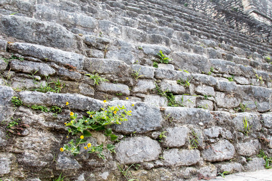 Weeds growing in stone Mayan steps at Caracol in Belize