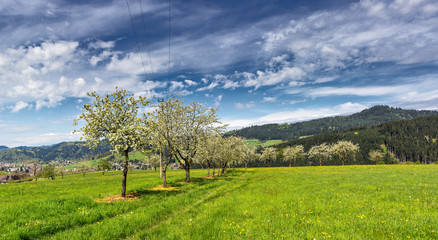 Fototapeta na wymiar Frühlingsidylle im Schwarzwald 