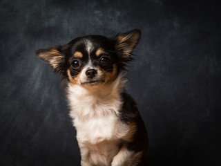 Fototapeta premium Chihuahua