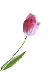 Fototapeta premium One pink tulip isolated