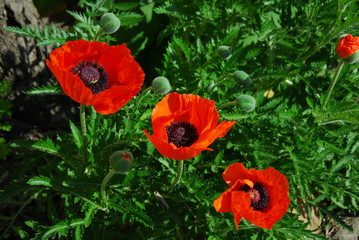 Czerwone maki, papaver rhoeas © janusz2555