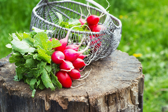 Bunch of fresh red garden radish in a basket on the stump
