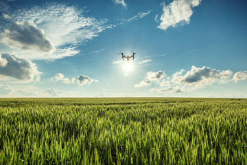 Flying drone and green wheat field