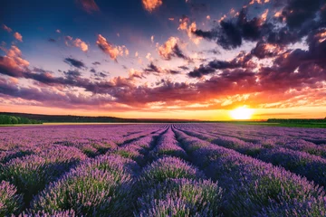 Fotobehang Bestsellers Landschappen Lavendelbloem bloeiende velden in eindeloze rijen. Zonsondergang schot.