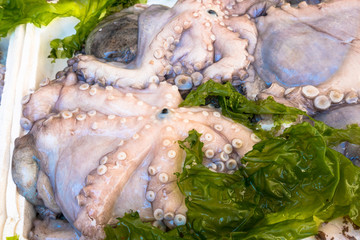 Obraz na płótnie Canvas Octopus at market