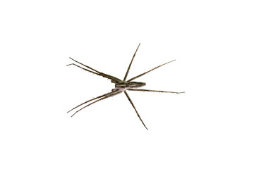 spider isolated on white background