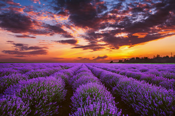 Lavender flower blooming fields in endless rows. Sunset shot. - obrazy, fototapety, plakaty