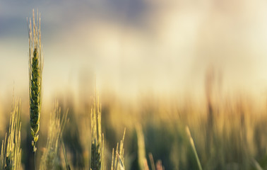 Green wheat field and sunny day