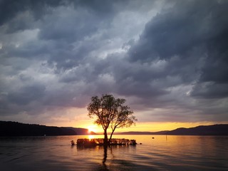 &Uuml;berfluteter Baum am Bodenseeufer