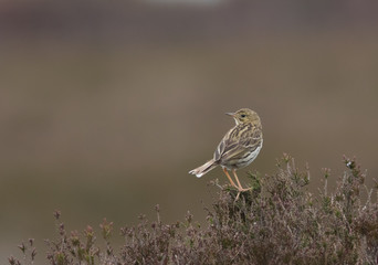 Meadow Pipit