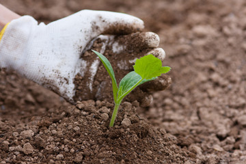 planting seedling of marrow