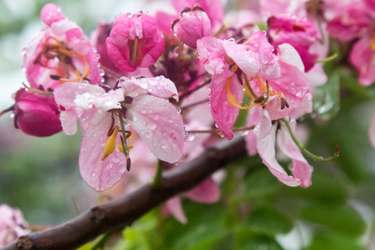 Wet pink flowers of a Cassia javanica tree in Belize