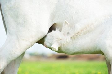 Fototapeta premium little foal eating mom . close up