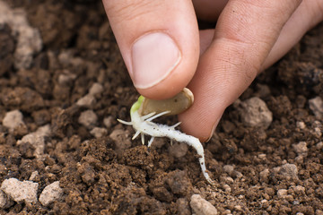 hand planting sprouted seed in the garden