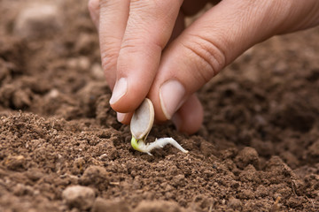 hand planting sprouted seed of marrow in the garden
