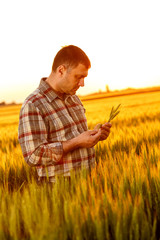Naklejka na ściany i meble Young farmer in a field examining wheat crop at sunset.