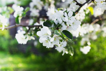 Blooming apple tree