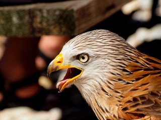 Bussard