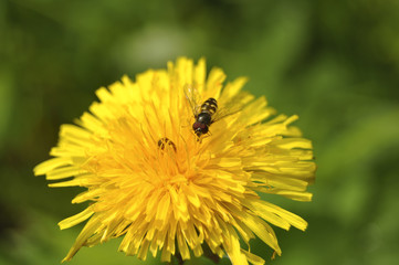 Муха сидит на желтом одуванчике на зеленом фоне