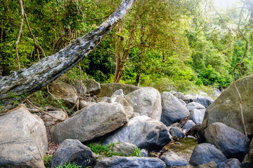 Fototapeta premium Mysterious Thai jungle in the Khao Sok National Park, Surat Thani Province, Thailand.