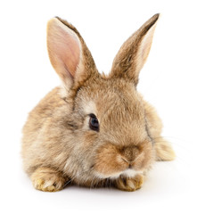 Brown rabbit on white.